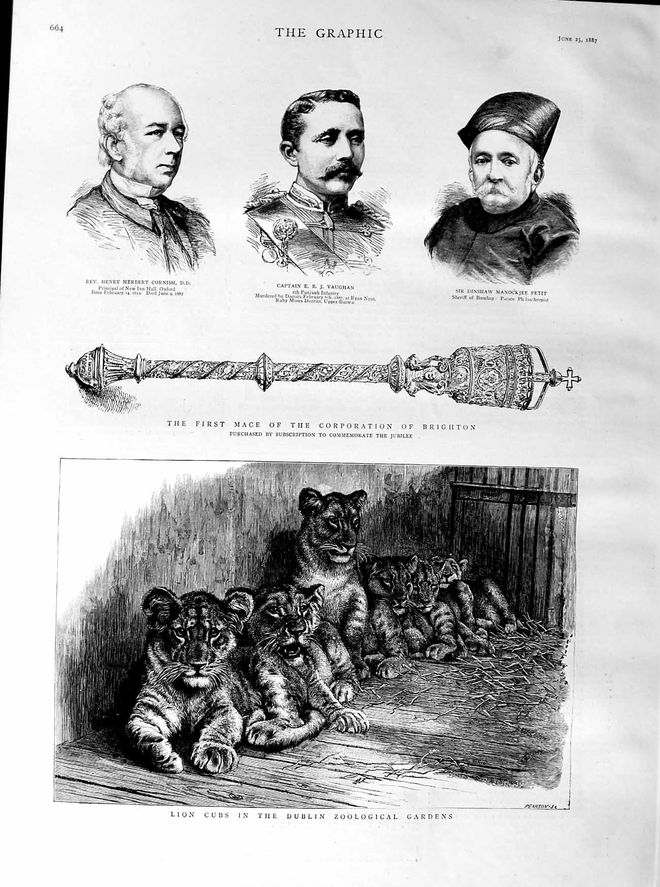 Old Antique Print 1887 Lion Cubs Zoological Gardens Mace Brighton Petit 19th