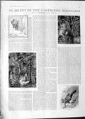 Original Old Antique Print 1888 Cameroon Mountains Raphia Palms Touraco River