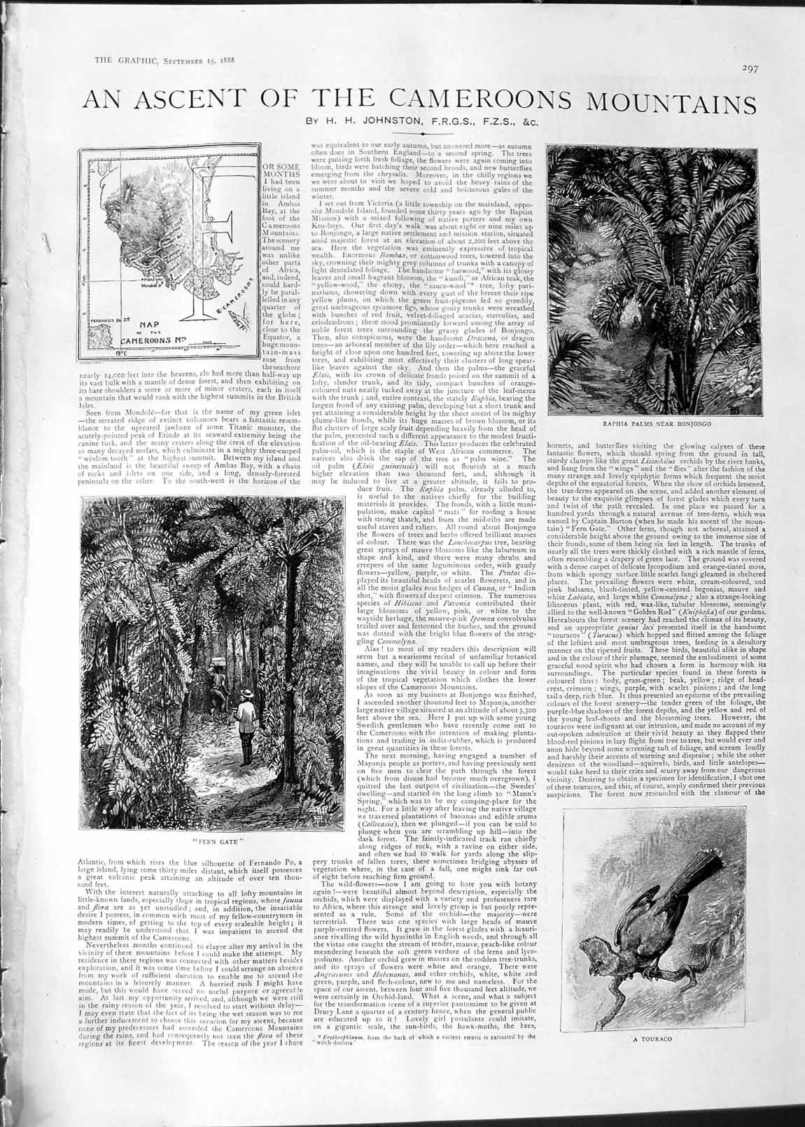 Original Old Antique Print 1888 Cameroon Mountains Raphia Palms Touraco River