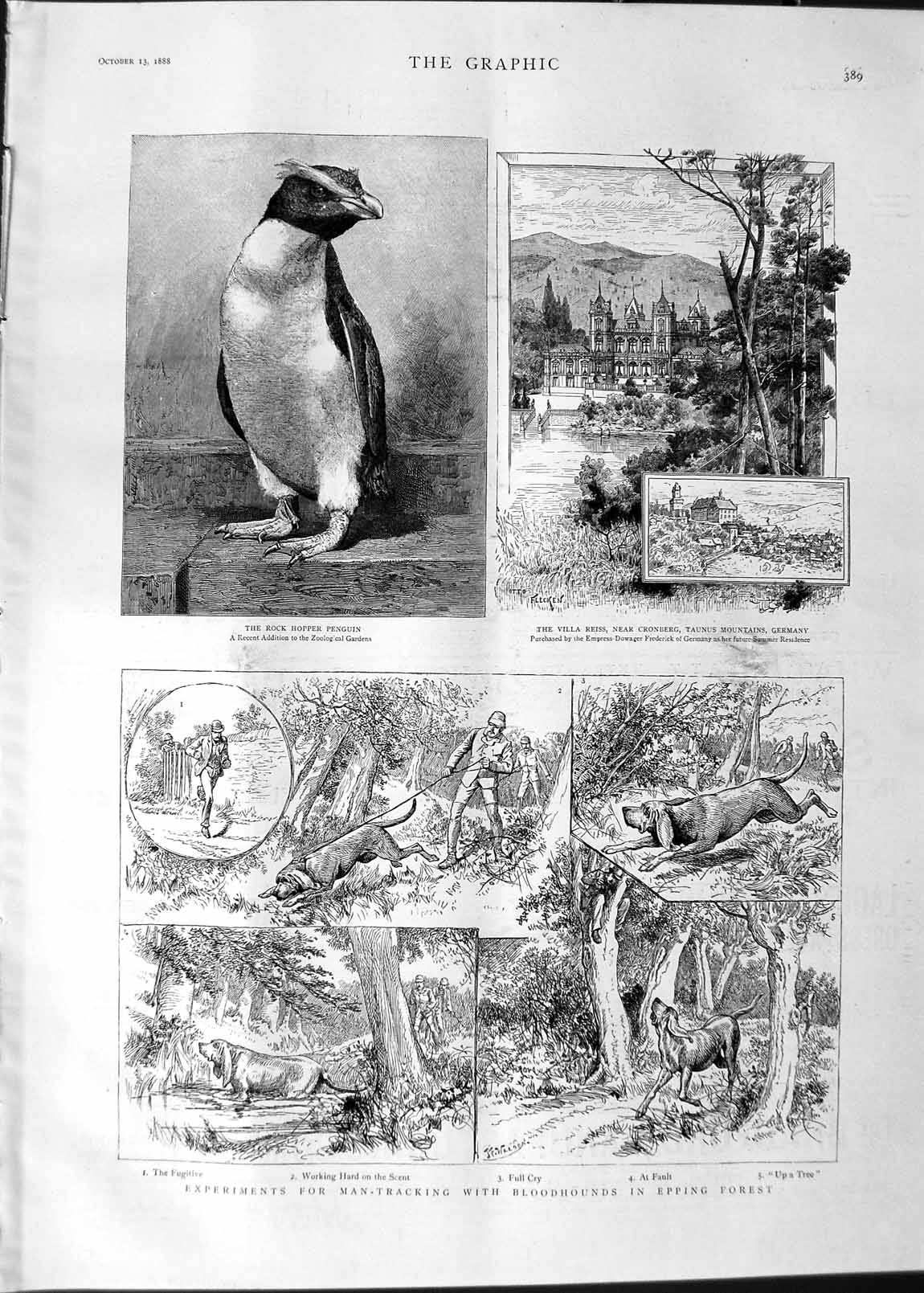 Original Old Antique Print 1888 Rock Hooper Penguin Villa Reiss Germany Epping