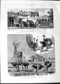 Original Old Antique Print 1888 Ostrich Farm Angles California Zaandam Holland