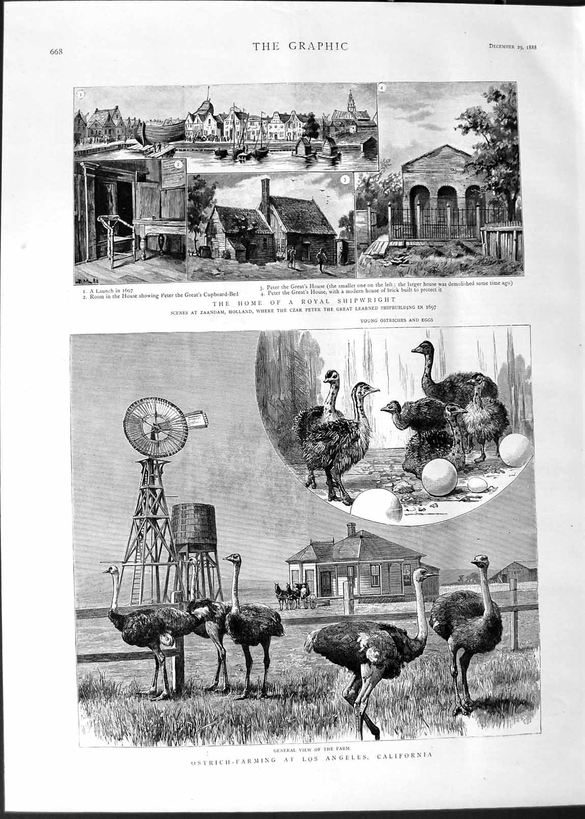 Original Old Antique Print 1888 Ostrich Farm Angles California Zaandam Holland