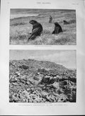 Original Old Antique Print 1889 Sea Lions Ross Island Auckland Penguins Bounty