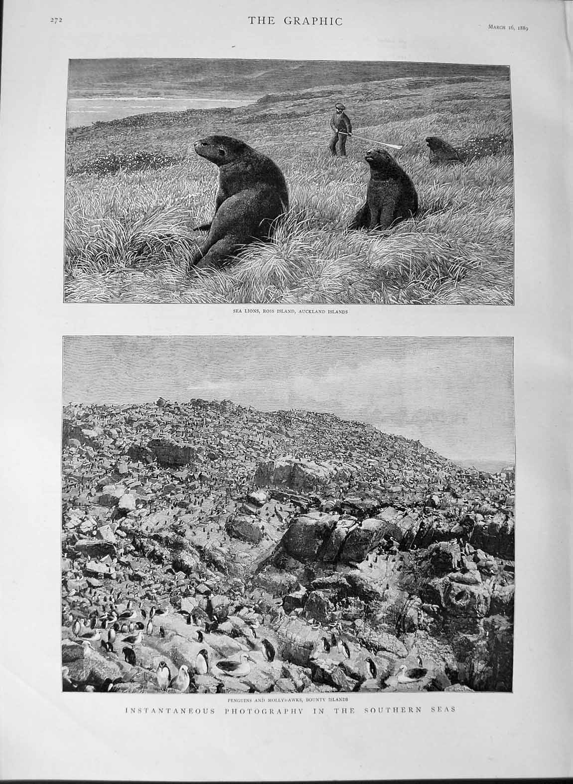 Original Old Antique Print 1889 Sea Lions Ross Island Auckland Penguins Bounty