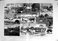 Old Antique Print 1889 Adventures Brahma Bull Bullocks Mem Sahib Natives 19th