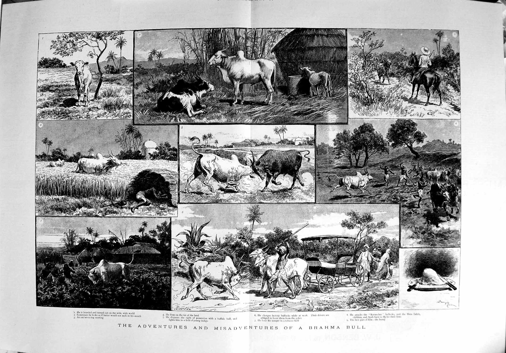 Old Antique Print 1889 Adventures Brahma Bull Bullocks Mem Sahib Natives 19th