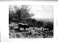 Original Old Antique Print 1889 Kroner Fine Art Deer Stag Animals Countryside