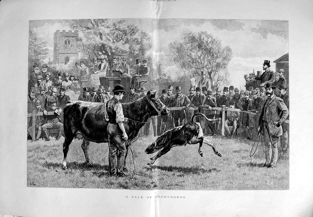 Original Old Antique Print 1889 Fine Art Sale Shorthorns Cow Calf Animals 19th