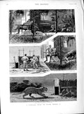Original Old Antique Print 1889 Leopard Wild Animal Hunting Burma Men Horses