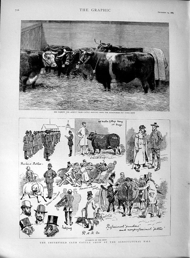 Original Old Antique Print 1889 Queen Prize Cattle Smithfield Club Cattle Show