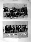 Old Antique Print 1890 Feeding Elephants Battery India Animals Fine Art 19th