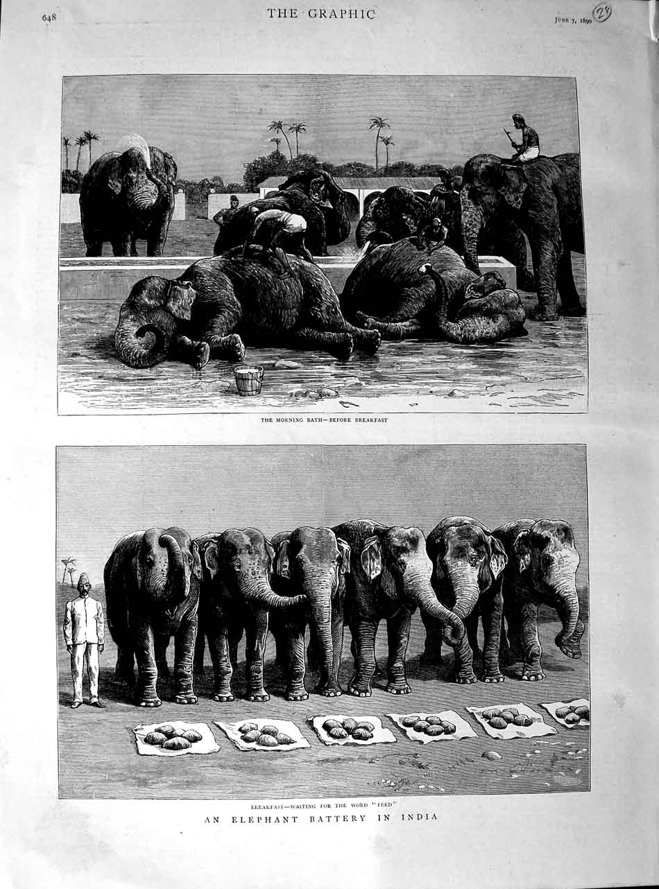 Old Antique Print 1890 Feeding Elephants Battery India Animals Fine Art 19th