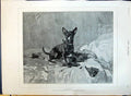 Original Old Antique Print 1890 Puppy Dog Playing Mischief Madame Muraton 19th