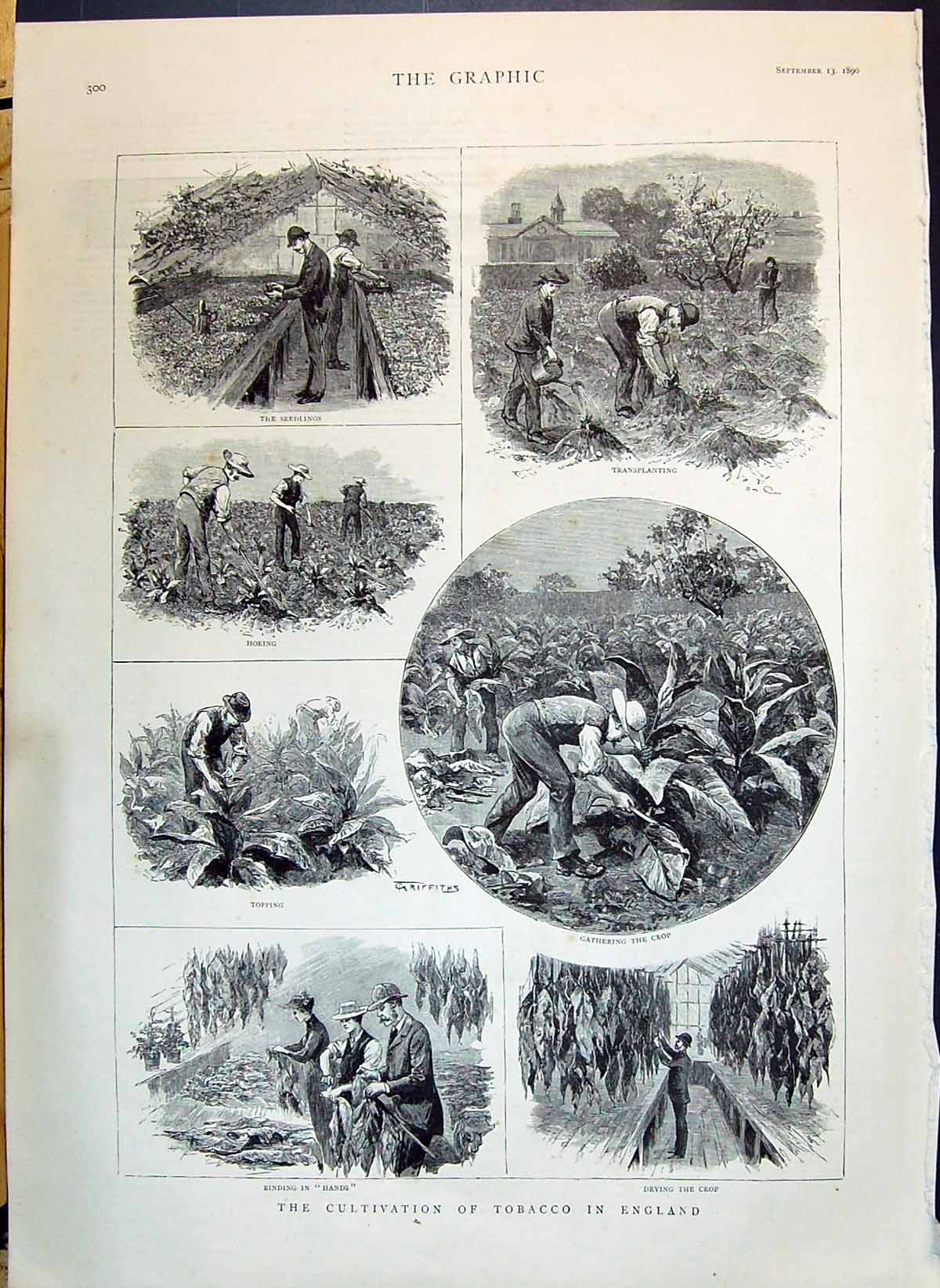 Old 1890 Cultivation Tobacco England Topping Crop Senor Rivas Palmer Victorian