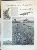Old 1890 Nyasa Crocodile Tree Duck Antelopes Orchids Morambala Buntal Victorian