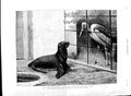Old Antique Print 1891 Animals Zoo Cape Sea Lion Adjutant Bird Marks Art 19th