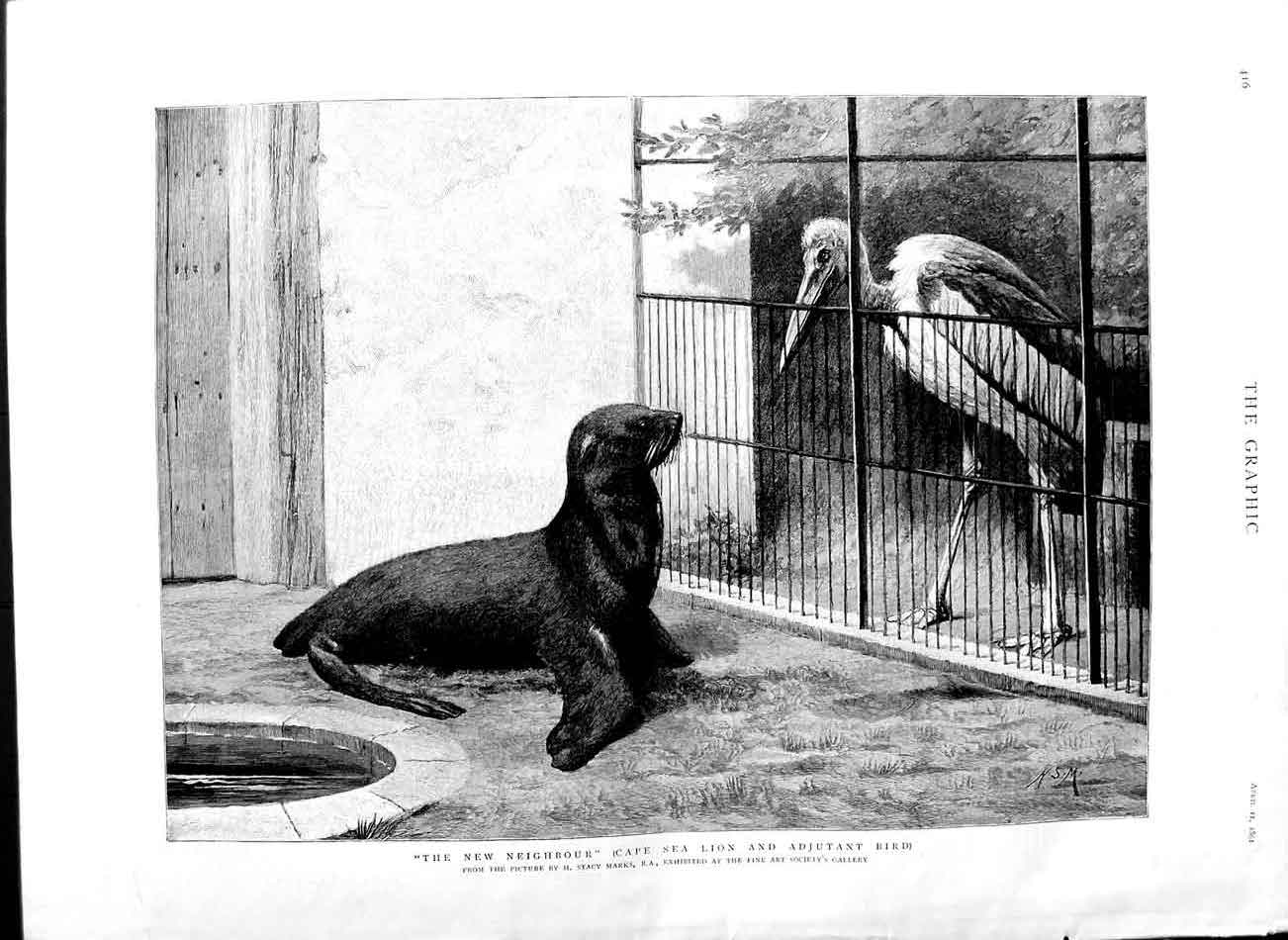 Old Antique Print 1891 Animals Zoo Cape Sea Lion Adjutant Bird Marks Art 19th