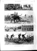 Old Antique Print 1891 Tiger Netting Hunting Bengal Spearmen Cow Natives 19th
