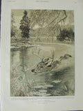 Original Old Antique Print 1892 Deer Stalking Nipissing Country Ontario Canada