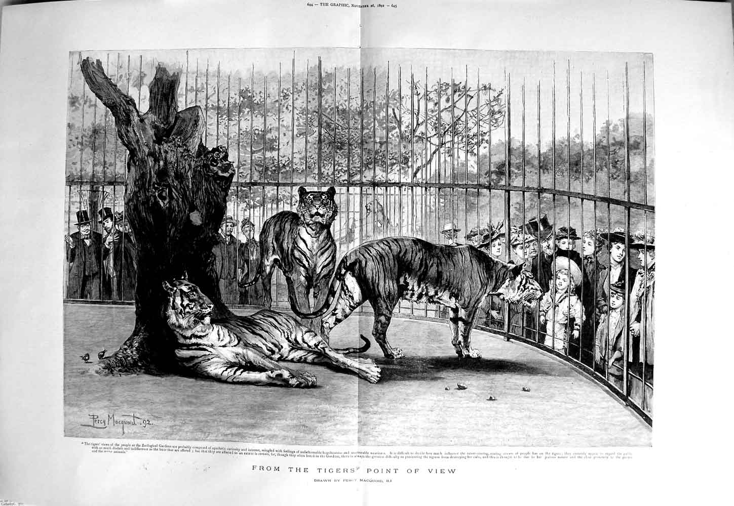 Old Antique Print 1892 Tigers Zoological Gardens Wild Animals Fine Art 19th