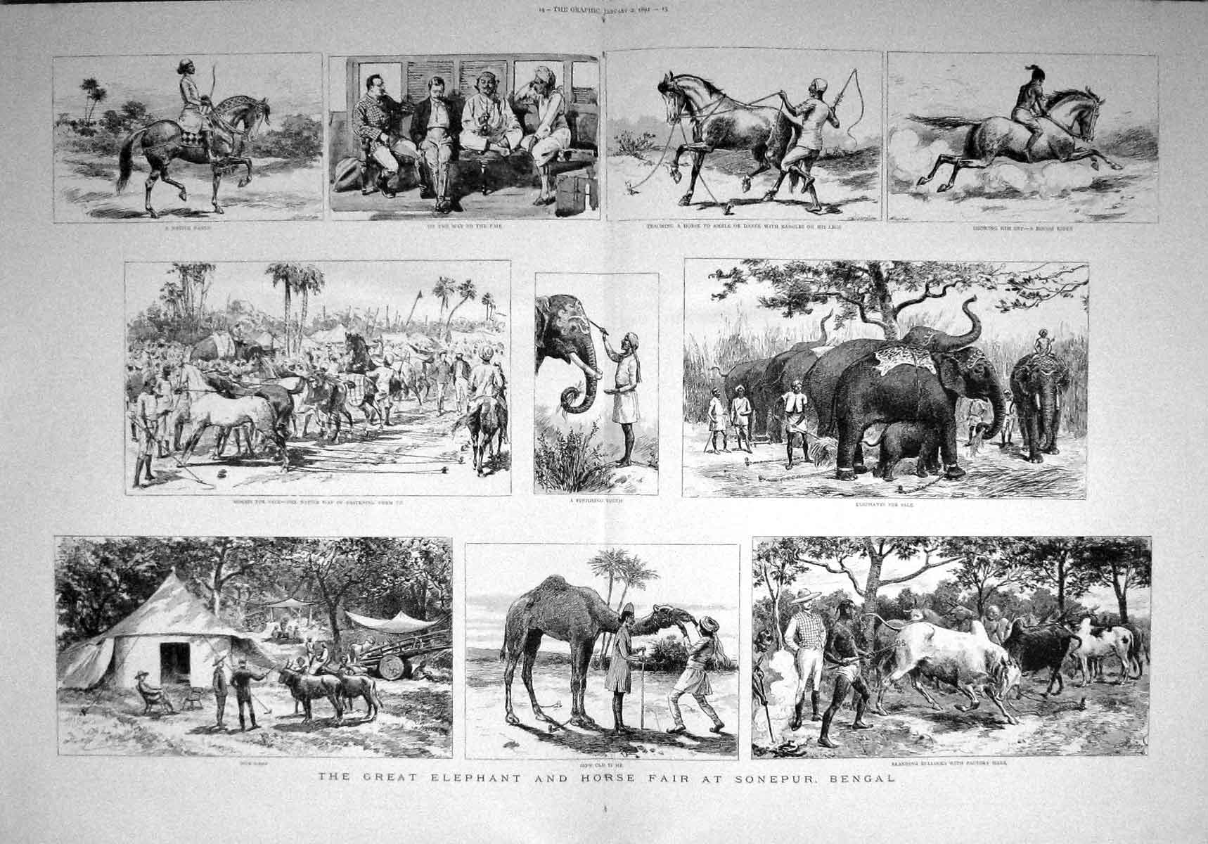 Original Old Antique Print 1892 Elephant Horse Fair Sonepur Bengal Bullocks 0