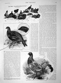 Original Old Antique Print 1892 Millais Game Birds Blackcock Grouse Victorian