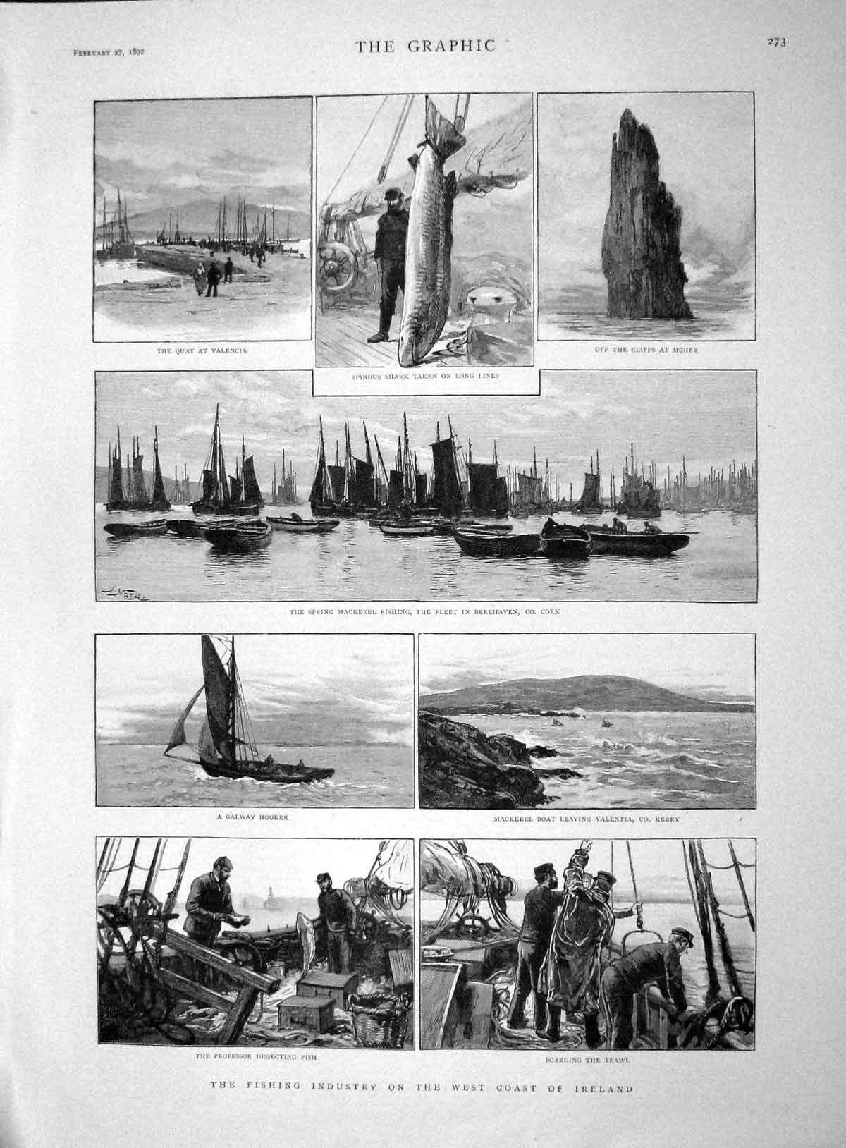 Original Old Antique Print 1892 Fishing Ireland Mackerel Valencia Moher Shark