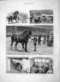 Original Old Antique Print 1892 Shire Horse Show Agricultur 19th