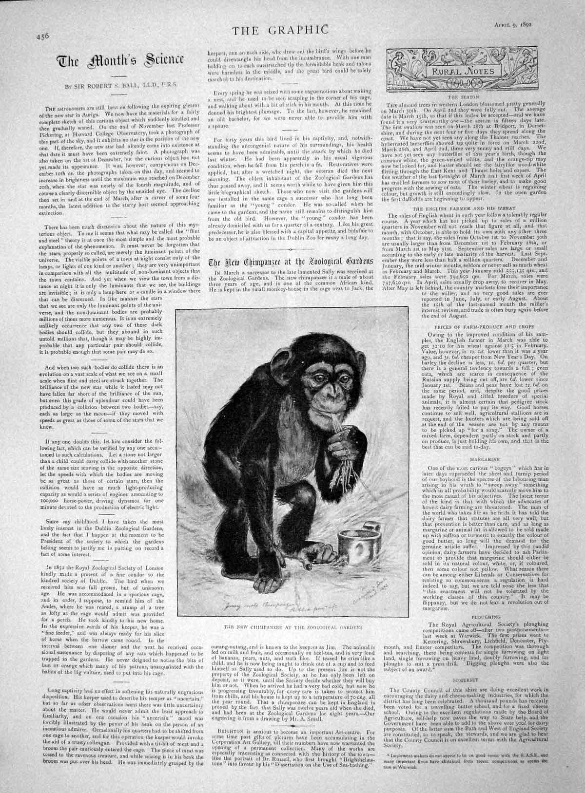 Original Old Antique Print 1892 Chimpanzee Monkey Zoological Gardens London