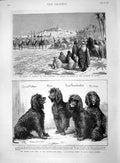 Original Old Antique Print 1892 Algeria Arab Fantasia Kennel Club Show Stairs