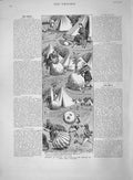 Original Old Antique Print 1892 Botany Story Growth Giant Radishes Scottish Man