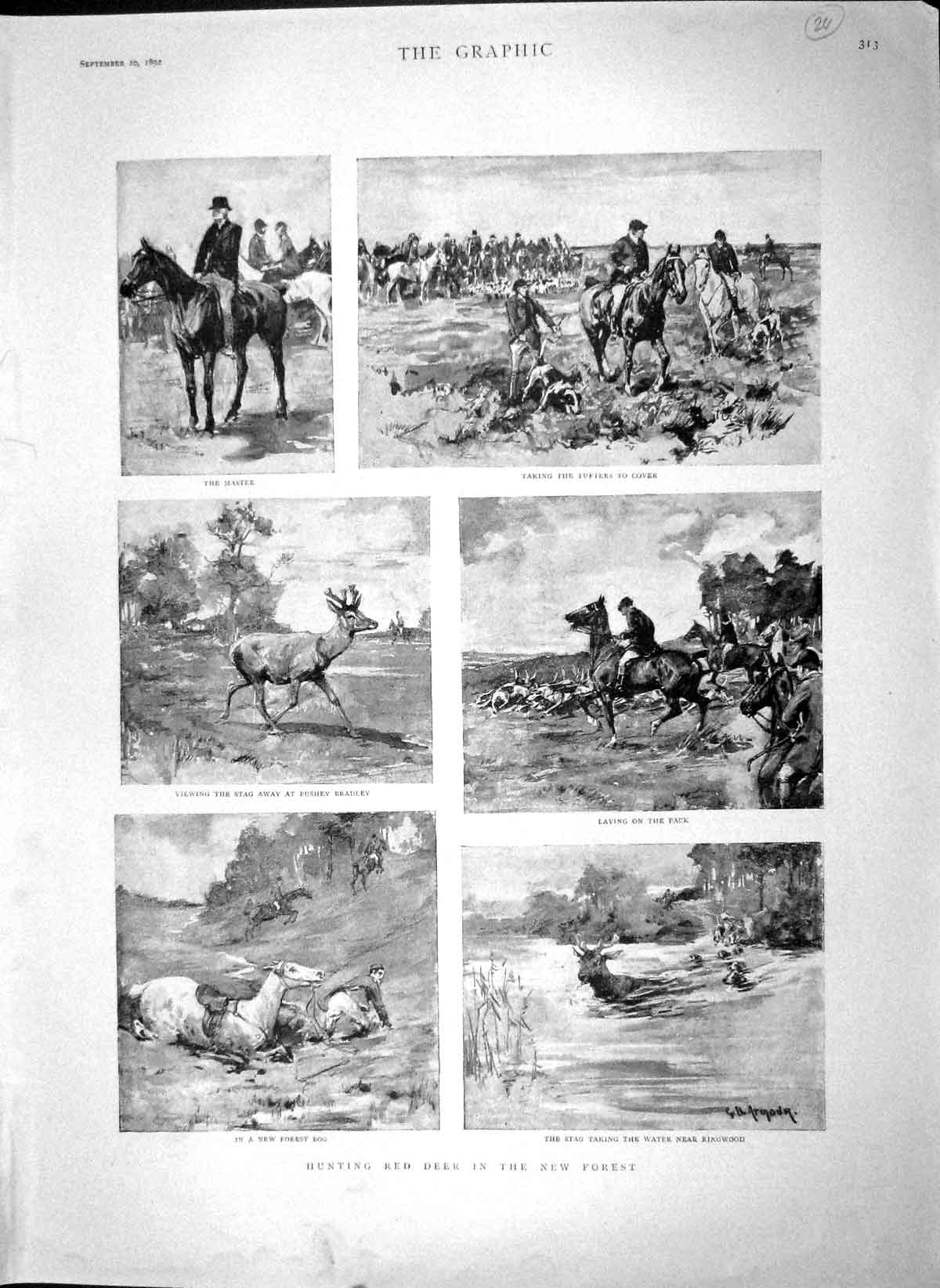 Original Old Antique Print 1892 Hunting Red Deer New Forest Stag Ringwood River