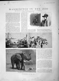Original Old Antique Print 1892 Zoo Washing Elephant Trap-Door Spider Chameleon