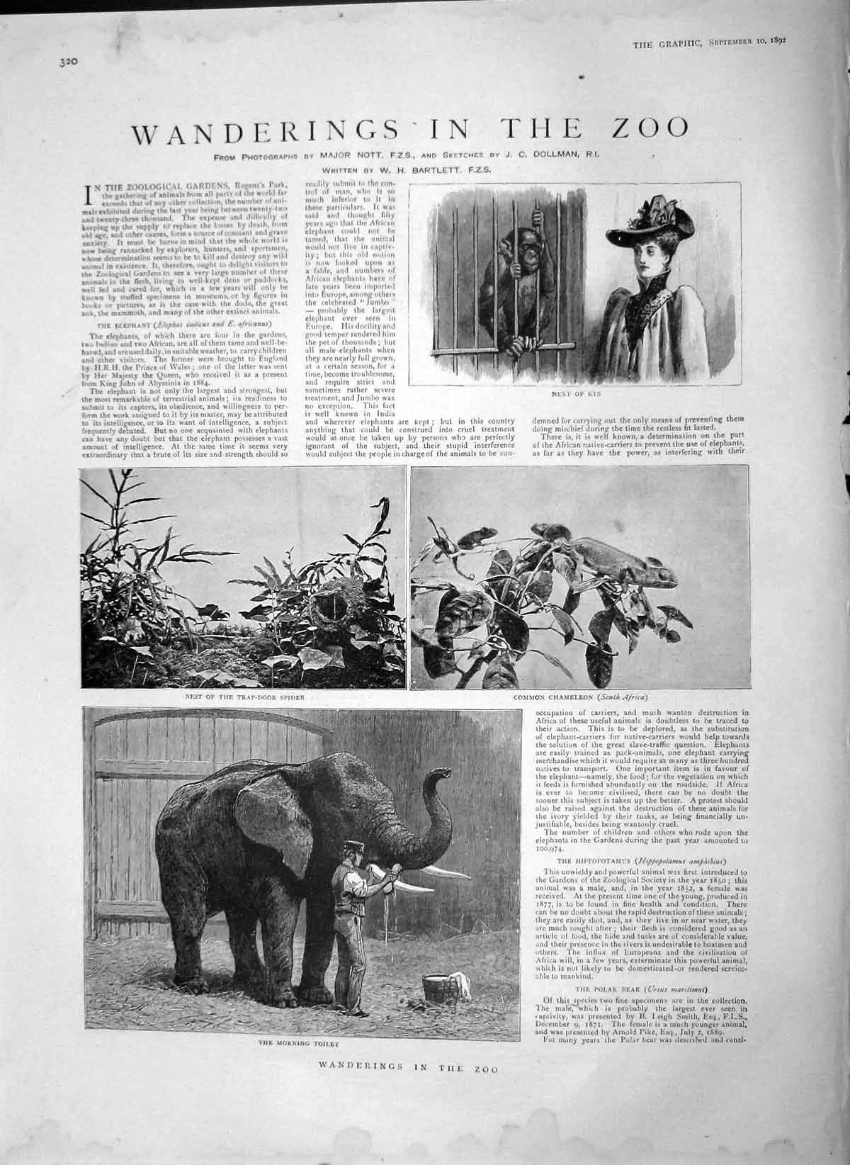 Original Old Antique Print 1892 Zoo Washing Elephant Trap-Door Spider Chameleon
