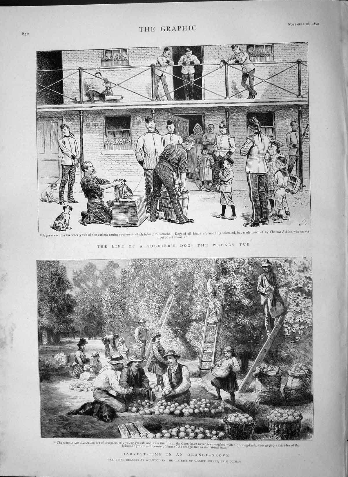 Original Old Antique Print 1892 Harvest Orange Grove Welwood Colony Siers 19th