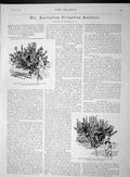 Original Old Antique Print 1893 Australia Apricot Tree Lemon Lord Ranfurly 19th