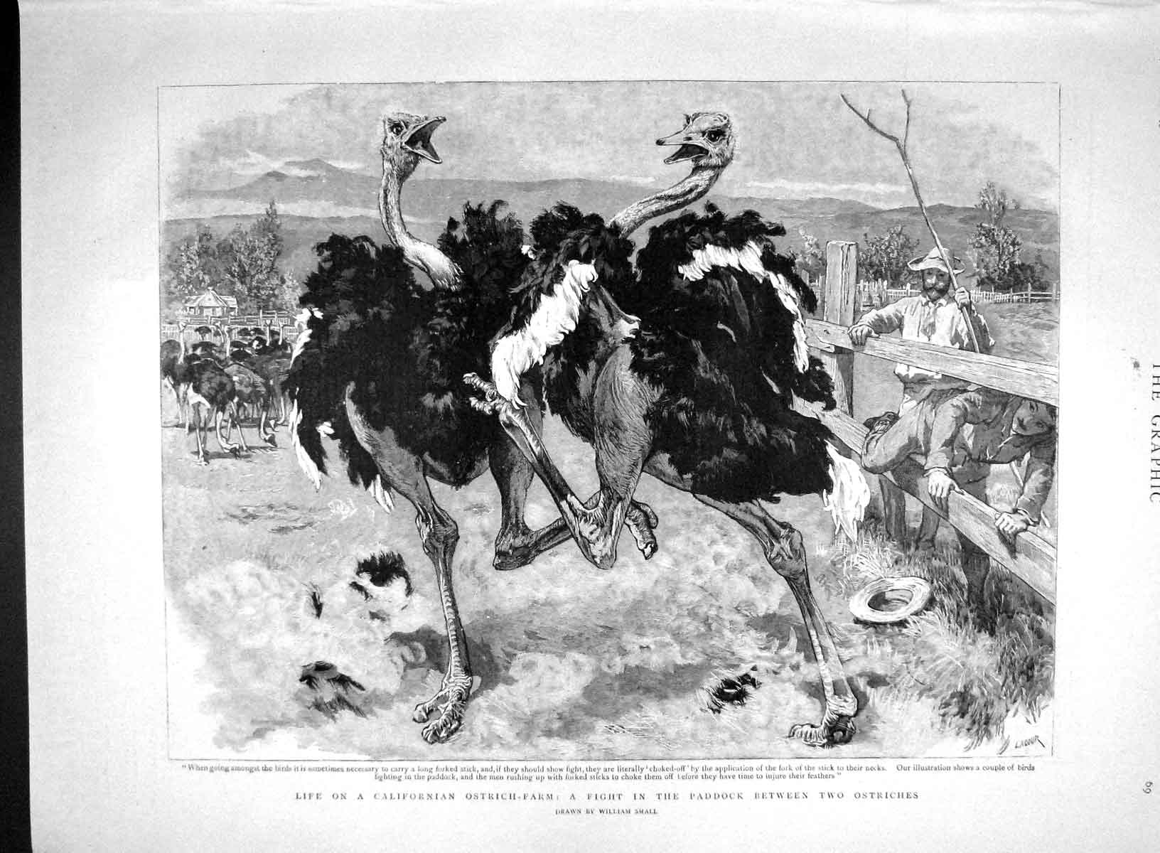 Original Old Antique Print 1893 California Ostrich Farm Birds Fighting America