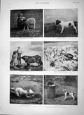 Old Antique Print 1893 Animal Life Photograph Sheep Dog Cat Hedgehog Bird 19th