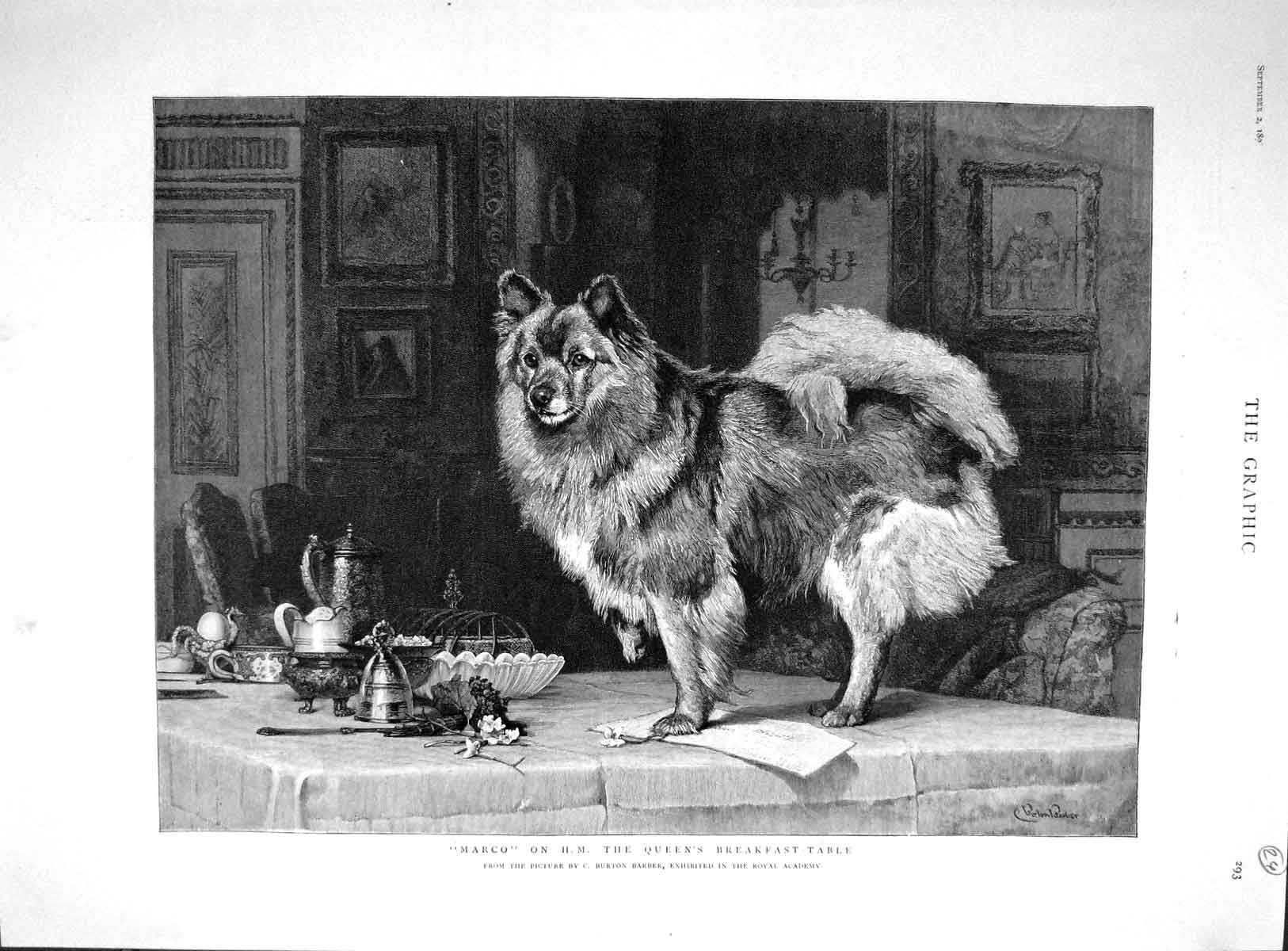Original Old Antique Print 1893 Marco Dog Queen Breakfast Table Burton Victorian