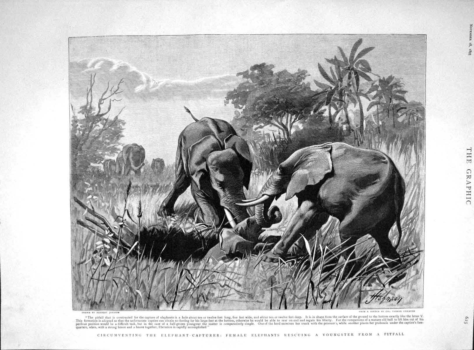 Original Old Antique Print 1893 Female Elephants Rescuing Baby Pitfall Animals