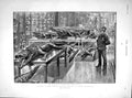 Original Old Antique Print 1893 Natural History Museum Kensington Cro Victorian