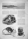 Original Old Antique Print 1894 Brazil Misericordia Hospital Zoo Black Leopard