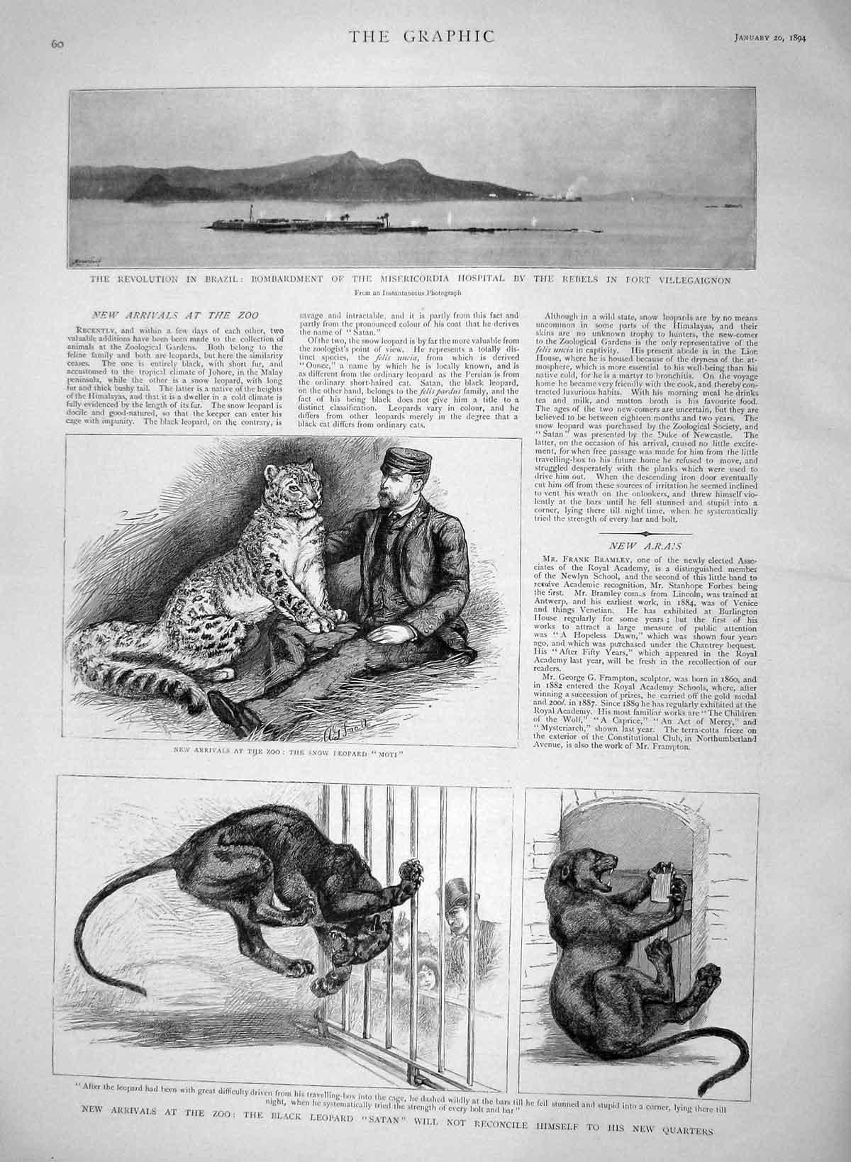 Original Old Antique Print 1894 Brazil Misericordia Hospital Zoo Black Leopard