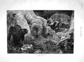 Original Old Antique Print 1894 Dixon Fine Art Fox Wild Cat Dead Rabbit Animals