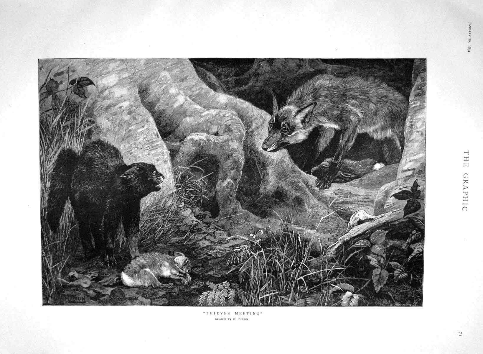 Original Old Antique Print 1894 Dixon Fine Art Fox Wild Cat Dead Rabbit Animals