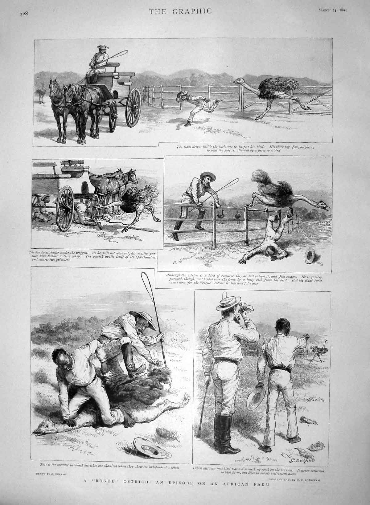 Original Old Antique Print 1894 Rogue Ostrich African Farm Baas Drivers Animals