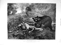 Original Old Antique Print 1894 Bear Hunting Dead Horse Trees Fine Art Strutt