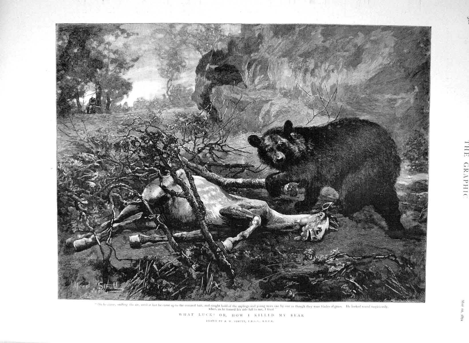 Original Old Antique Print 1894 Bear Hunting Dead Horse Trees Fine Art Strutt