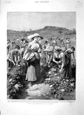 Original Old Antique Print 1894 Rose Flower Market Florence Leghorn Italy 19th