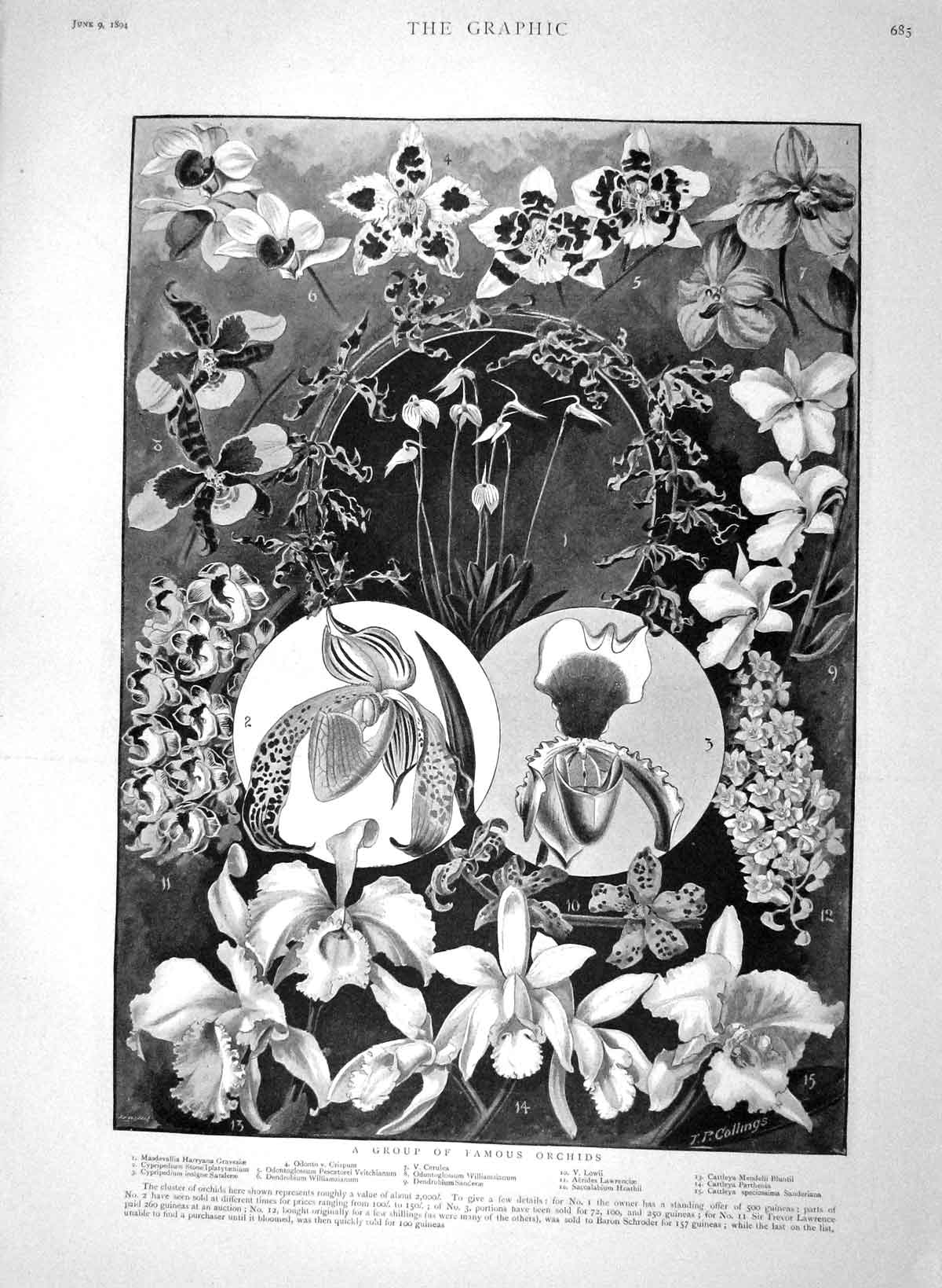 Original Old Antique Print 1894 Orchids Flowers Army Gymnastic School Aldershot